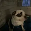 Ross Wilson - @ross.wilson74 - TikTok