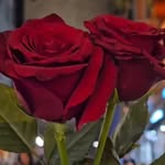 Rosa Ali - @ra_3.g - Instagram