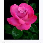 rosa🌺 - @__rosa.aranda__ - Instagram