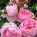 Rosa Atkinson - Facebook