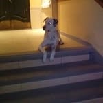 Rosa Auricchio - @rosa.auricchio.589 - Instagram