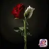 Rosalie Babin16 - @rosaliebabin2 - TikTok