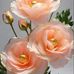 Rosasita Bacon Chavez - Facebook