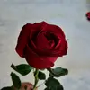 bahena - @rosabahena32 - TikTok