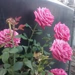Rosa Bahena Manzanares - @bahenamanzanares - Instagram