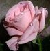 Rosa Balboa - Facebook