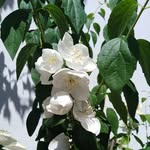 Rosa Barea Bonet - @bareabonetrosa - Instagram