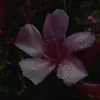 Rosa - @rosabasurto2005 - TikTok