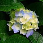 Rosa Batres - @batres6221 - Instagram