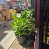 Rosa Batres - @rosa.batres1 - TikTok