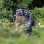 Rosa Baumann - Facebook