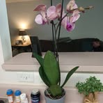 Rose Baumgartner - Facebook