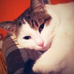 Roswitha Sommer - @rosabayern59 - Instagram