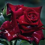 Rosa bilbao🌹 - @mariarosaalvarezbilbao - Instagram