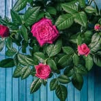 Rosa Bilbao - Facebook