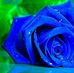 Rosa Blue - Facebook