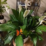 Rosa Booker - @nursernu - Instagram