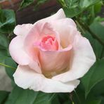 Rose Booker - Facebook