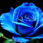 Rose Booth 360 - @rosebooth360 - Instagram