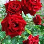 Rosa Bracamonte - @rosab.63 - Instagram