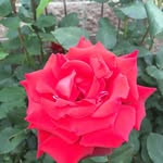 Rosa Buenrostro - @buenrostro.rosa - Instagram