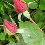 Rosa Burch - Facebook