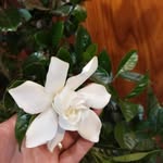 Rosa Campoverde - @jangmi_4138 - Instagram