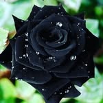Alma Rosa Cerritos - @almarosacerritos - Instagram