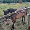 Beth Rosa Chapman - @ponymad44 - TikTok