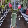 Thiên Lương - @rosamundchase526 - TikTok