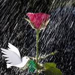 Rosa Chauca - Facebook