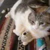 pumpkin the talking cat - @rosaclayton - TikTok