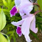 Rosa Corchado Pellot - @rosaecp - Instagram