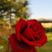 Rosa Coronado - Facebook