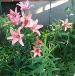 Rosa Corvo - Facebook