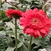 Rosa Brito2620 - @rosacullen2620 - TikTok
