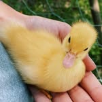 rosacullenrsxd - @rosacullenrsxd - Instagram