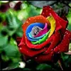 Rosas Daly - @rosas.daly - TikTok