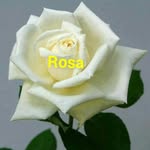 Rosa Daniels - @rosadaniels8 - Instagram