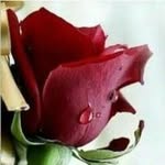 Rosa De Anda - @enrique.deanda.9235 - Instagram