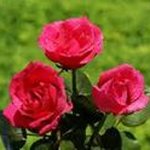 Rosa Disla - @r_disla - Instagram