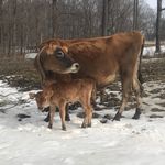 rosa donaldson - @cattlelistentomusicoftheworld - Instagram