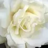 Rosa Donaldson - @rosa.donaldson2 - TikTok
