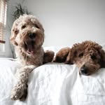 Riggs + Roscoe - @twofitdoods - Instagram