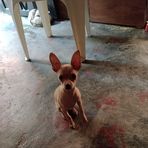 Rosa Echavarria - Facebook