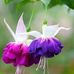 Rosa Aldana Ennis - Facebook