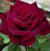 Rosa Escalera - Facebook