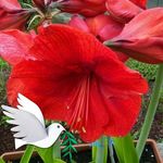 Rosa Farris - @rosafarris54 - Instagram
