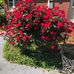 Rosa Felder - Facebook