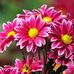 Rosa Frank - Facebook